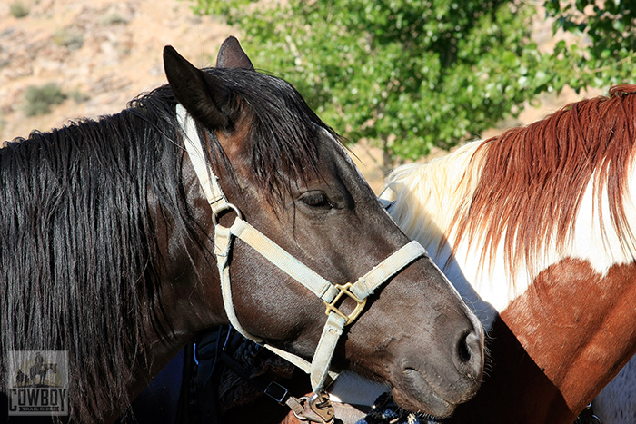 Picture of a beautiful black horse before Horseback Riding in Las Vegas at Cowboy Trail Rides in Red Rock Canyon