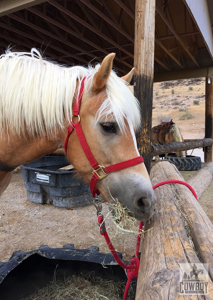A picture of a horse eating hay from a tractor tire before Horseback Riding in Las Vegas at Cowboy Trail Rides in Red Rock Canyon