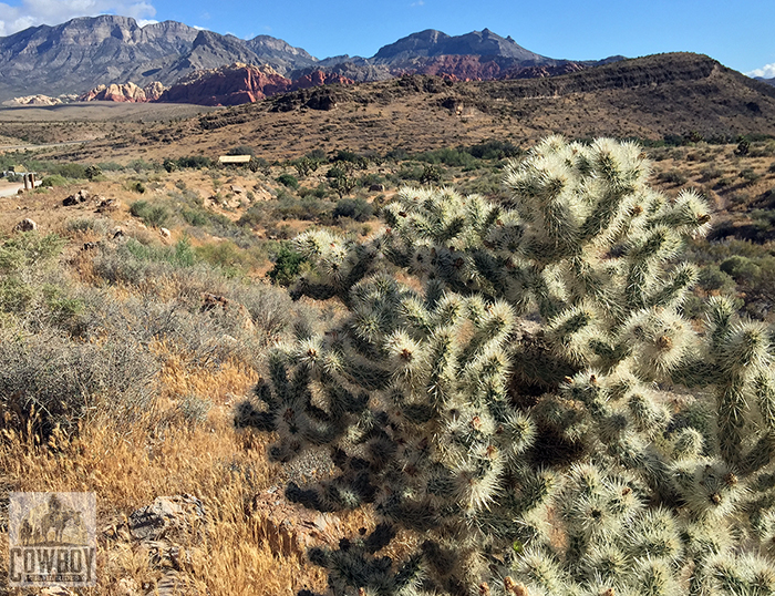 A buckhorn cholla seen while Horseback Riding in Las Vegas at Cowboy Trail Rides in Red Rock Canyon
