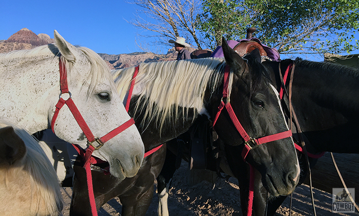 A wrangler and some horses are alerted to something by looking or listening before Horseback Riding in Las Vegas at Cowboy Trail Rides in Red Rock Canyon