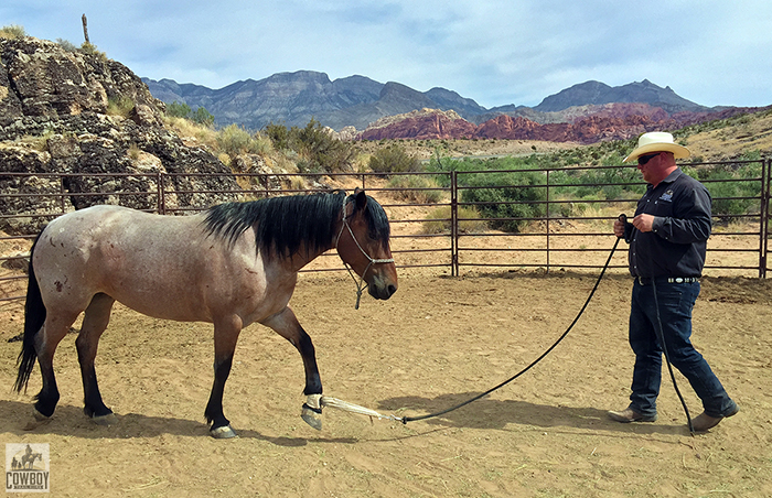 Photo of Mustang Sally being trained by Buck Sage at Cowboy Trail Rides in Red Rock Canyon