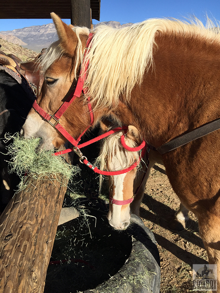 Two Halflingers get tangled up while feeding before Horseback Riding in Las Vegas at Cowboy Trail Rides in Red Rock Canyon