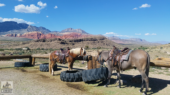 Horses dropping tires in an attempt to get more hay before they go Horseback Riding in Las Vegas at Cowboy Trail Rides in Red Rock Canyon